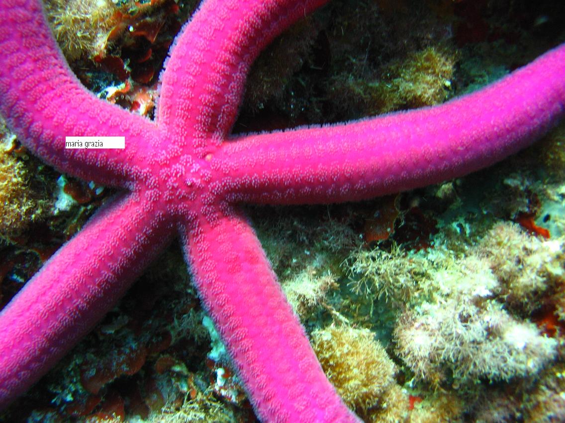 Variet di colore in Ophidiaster ophidianus